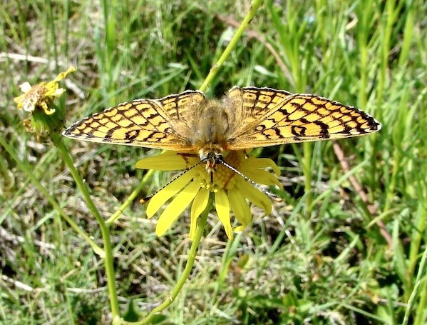 Glanville fritillary